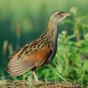 Our Friend, The Quail