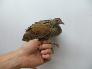 Grounded Quail in Eilat